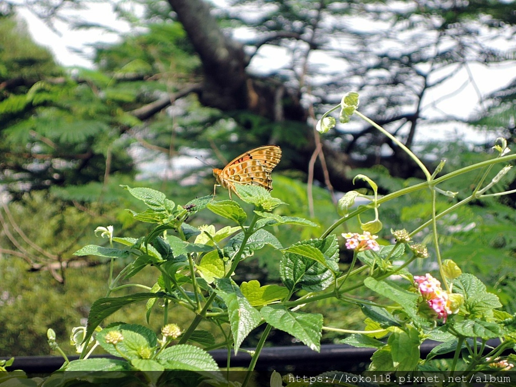 111.6.19 十八尖山-黑端豹斑蝶6.JPG