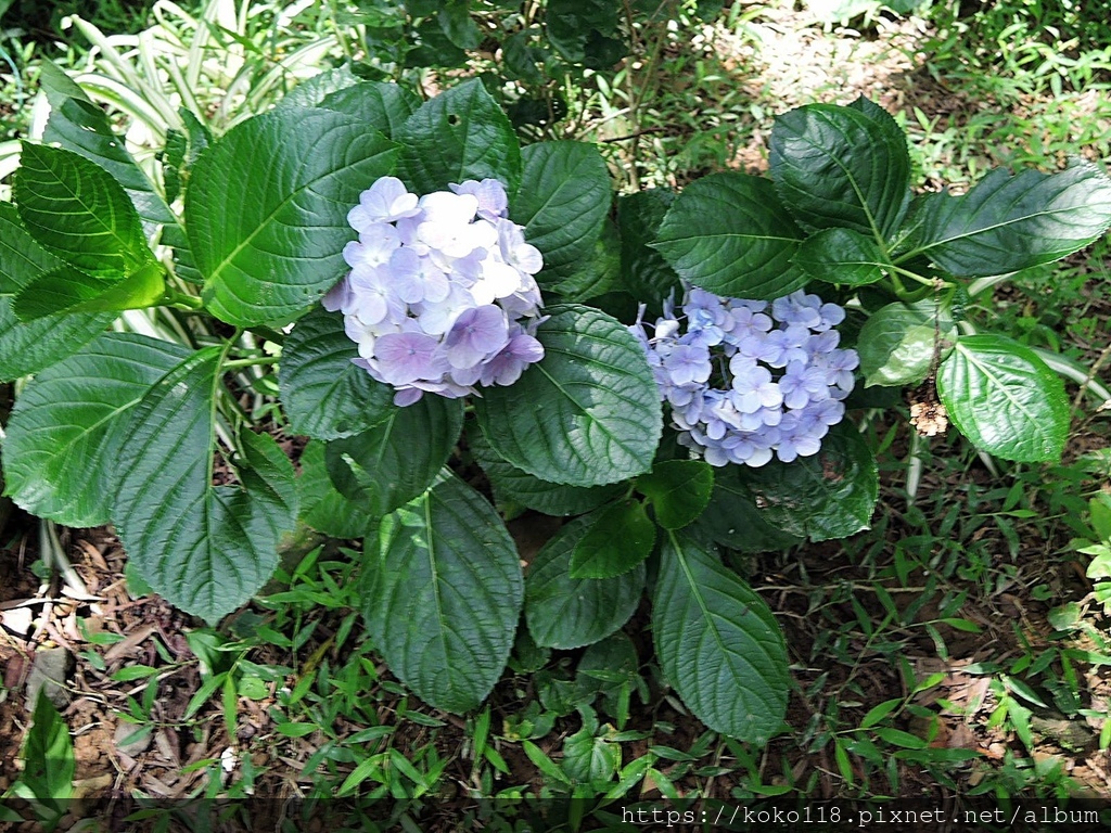 111.6.19 十八尖山-繡球花1.JPG