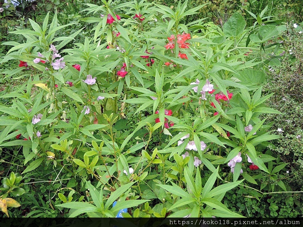 111.6.25 十八尖山-鳳仙花.JPG