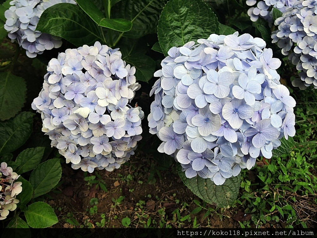 111.6.25 十八尖山-繡球花.JPG