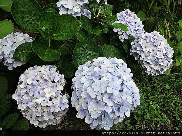 111.6.25 十八尖山-繡球花1.JPG