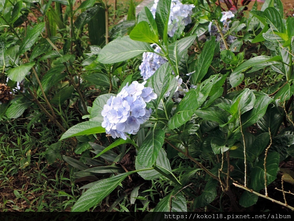 111.6.25 十八尖山-繡球花3.JPG