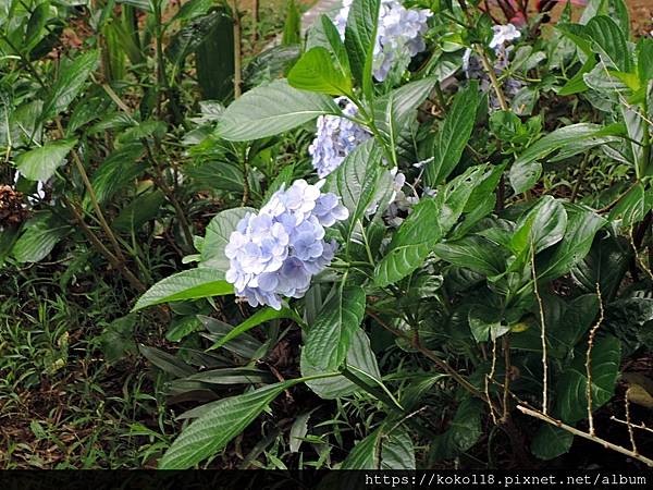 111.6.25 十八尖山-繡球花3.JPG