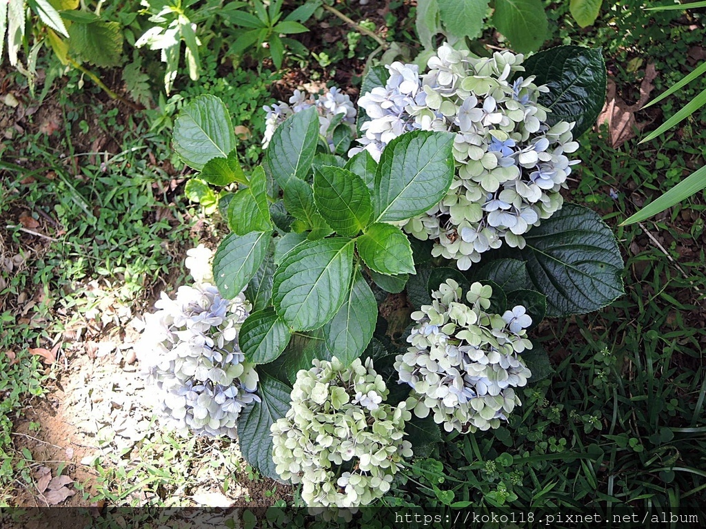 111.7.16 十八尖山-繡球花2.JPG