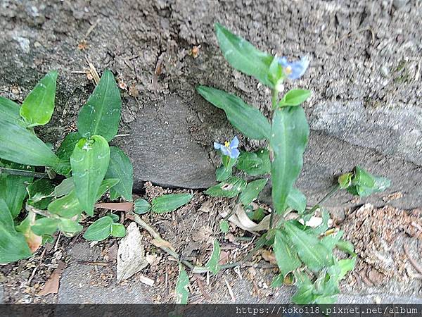 111.10.1 芎林-飛鳳山5-耳葉鴨跖草.JPG