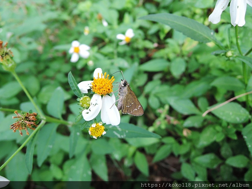 111.10.2 新竹公園-昆蟲館-台灣單帶弄蝶1.JPG