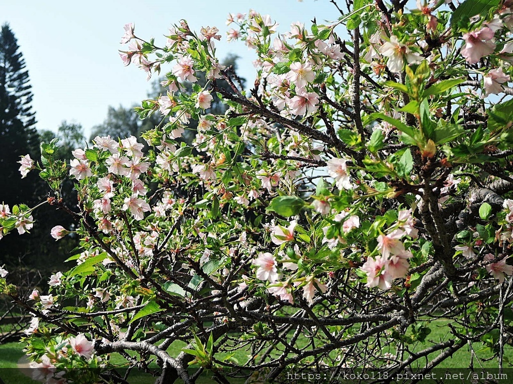 111.10.2 新竹公園-河津櫻15.JPG