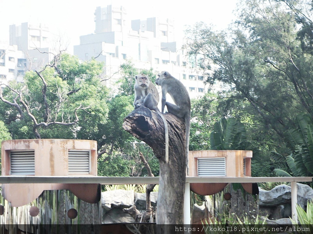 111.10.2 新竹動物園-馬來猴1.JPG