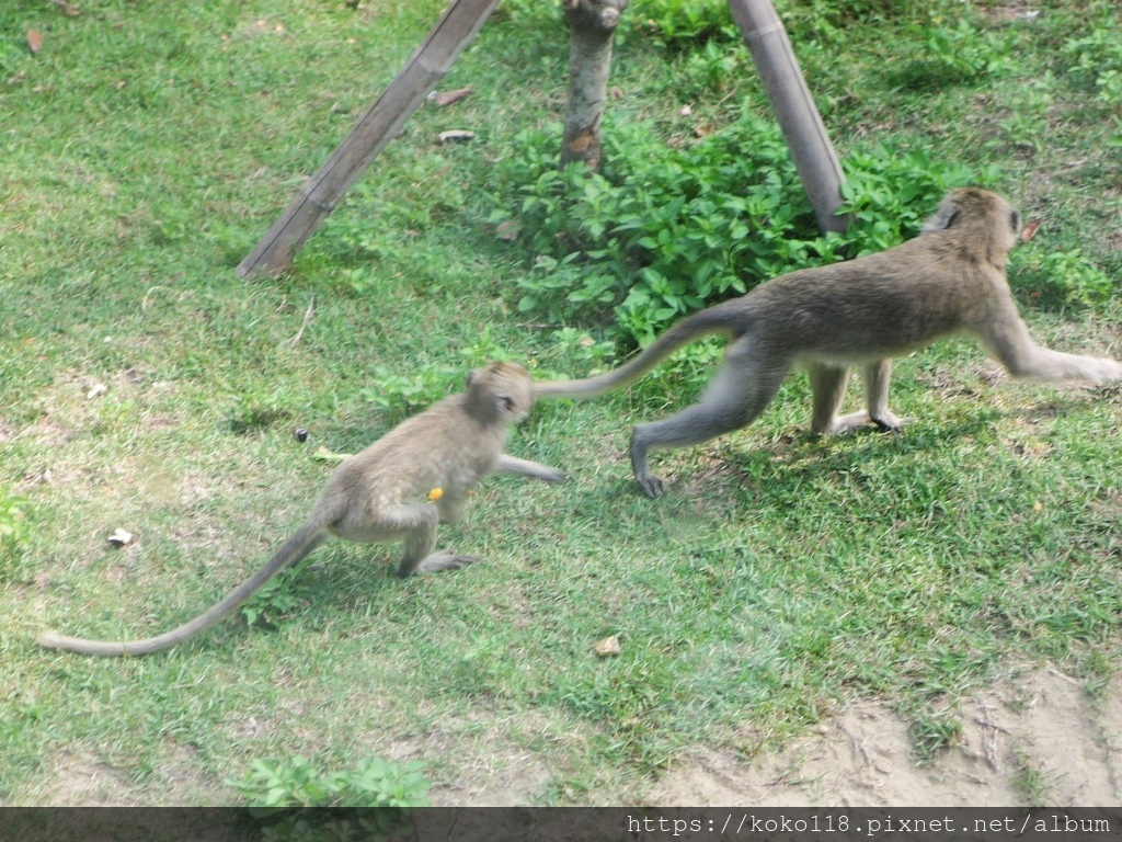 111.10.2 新竹動物園-馬來猴5.JPG