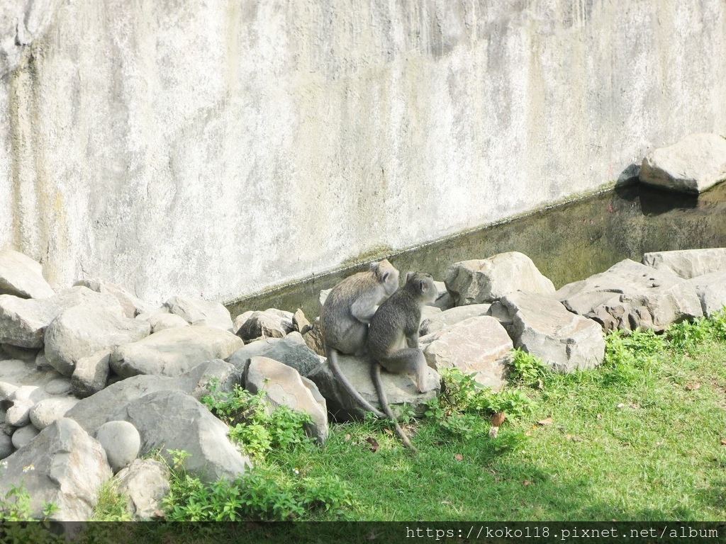 111.10.2 新竹動物園-馬來猴7.JPG