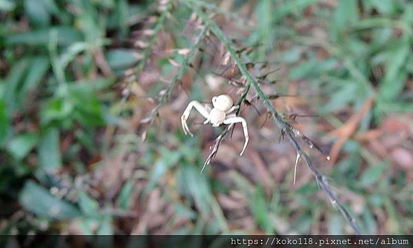 111.10.9 芎林-飛鳯山11-三突花蛛1.JPG