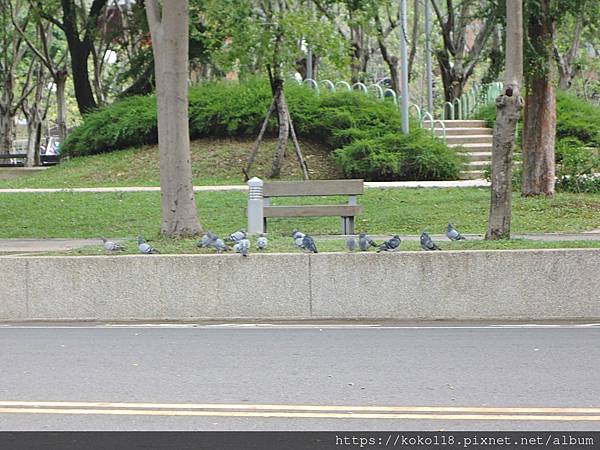 111.10.18 新竹公園-鴿子.JPG