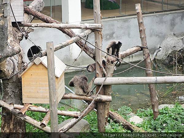 111.10.18 新竹動物園-灰長臂猿3.JPG