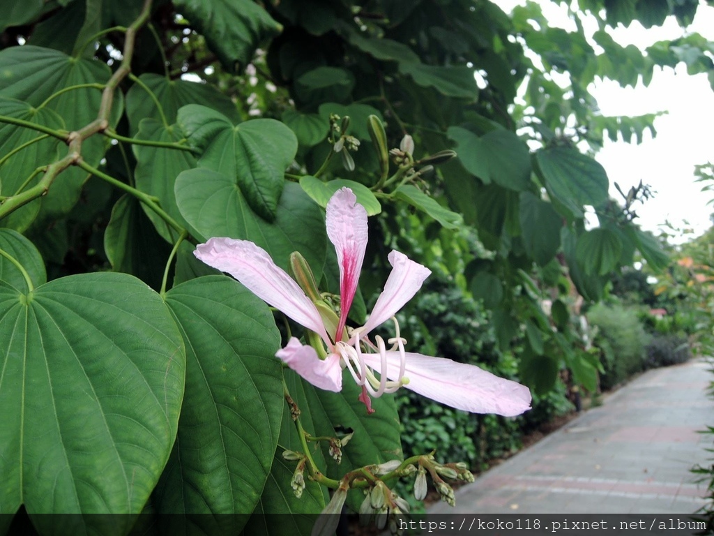 111.10.22 東山濕地生態教學公園外-洋紫荊.JPG