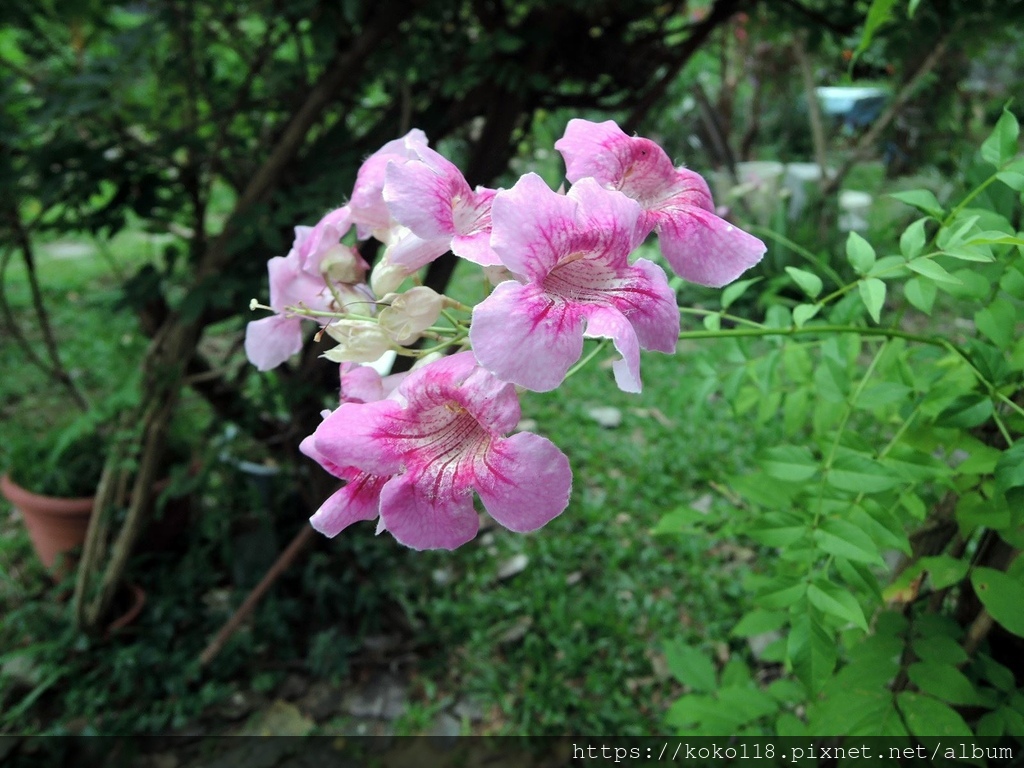 111.10.22 東山濕地生態教學公園-紫芸藤2.JPG