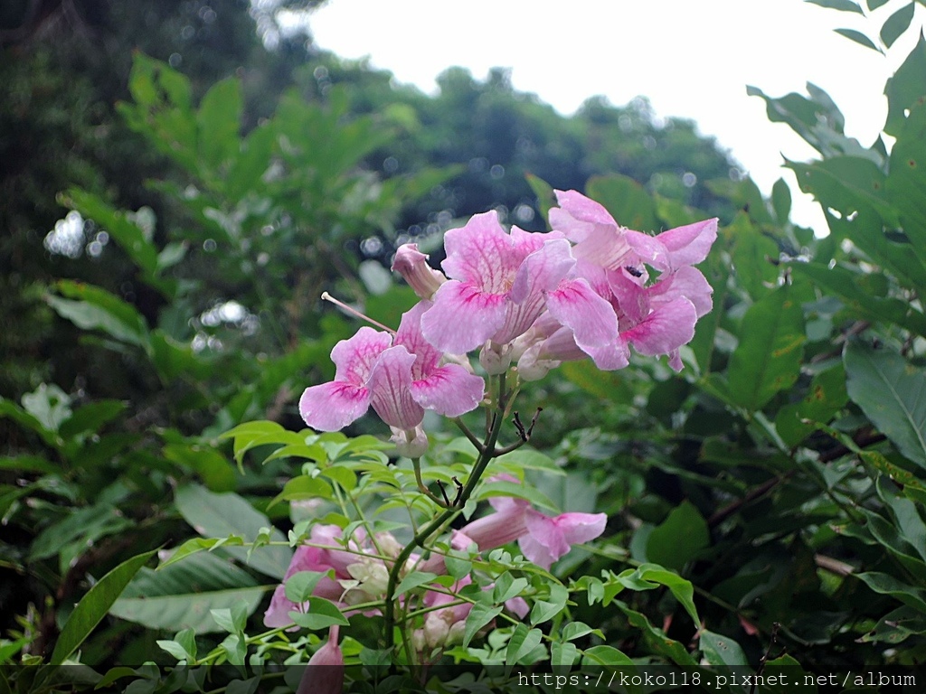 111.10.22 東山濕地生態教學公園-紫芸藤.JPG