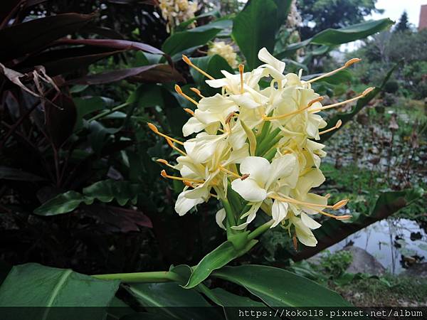 111.10.22 東山濕地生態教學公園-黃色野薑花.JPG