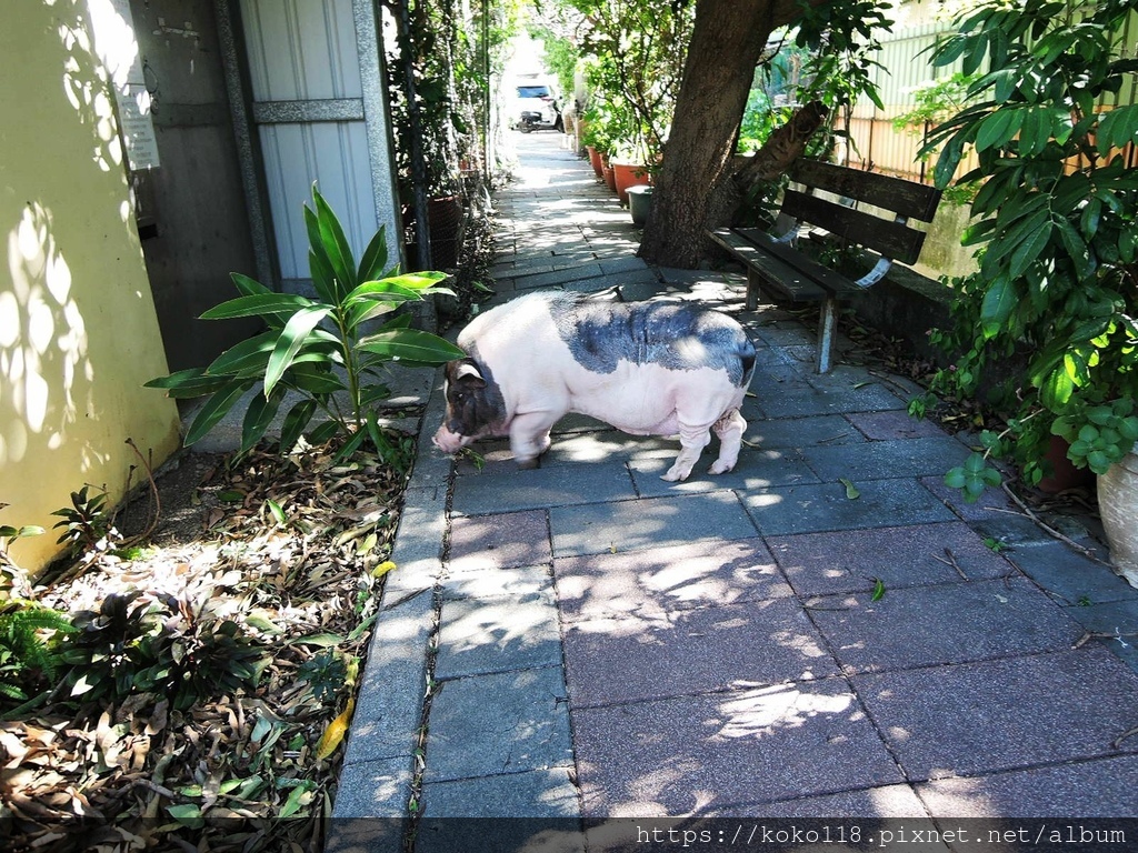 111.10.28 東山濕地生態教學公園外-麝香豬阿伍1.JPG