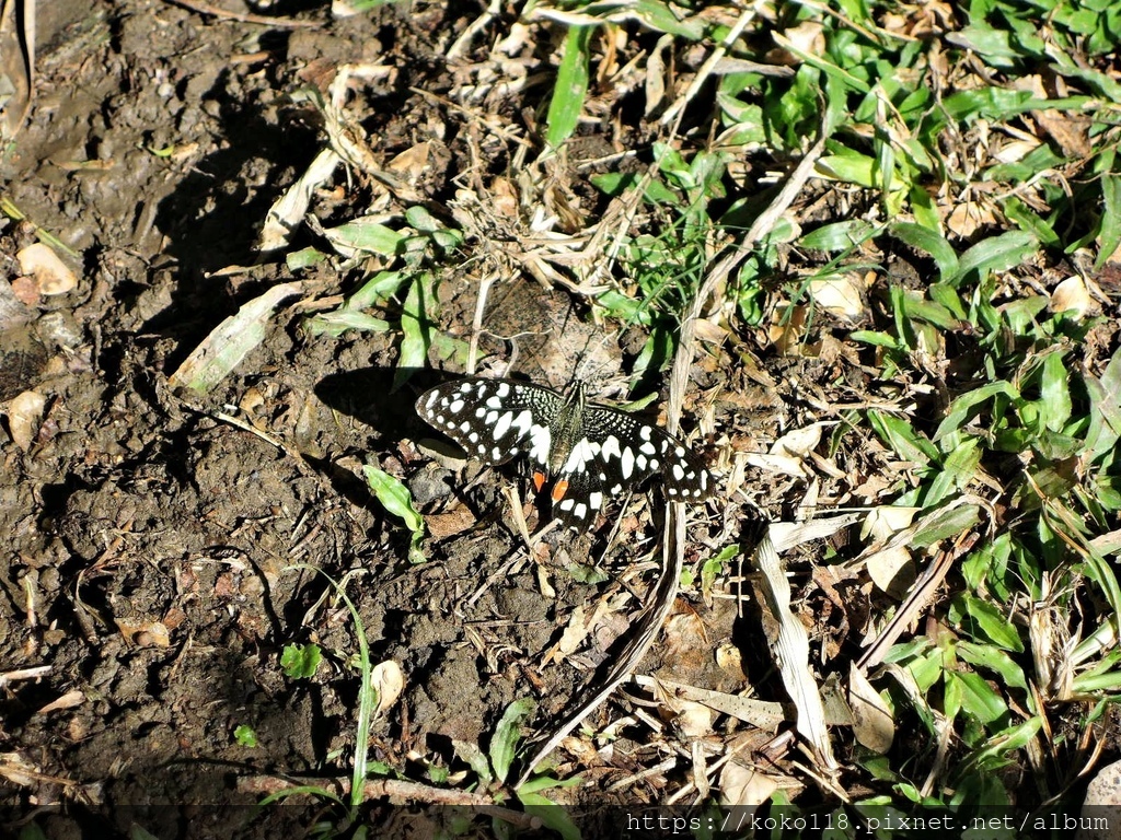 111.10.28 東山濕地生態教學公園-無尾鳳蝶.JPG