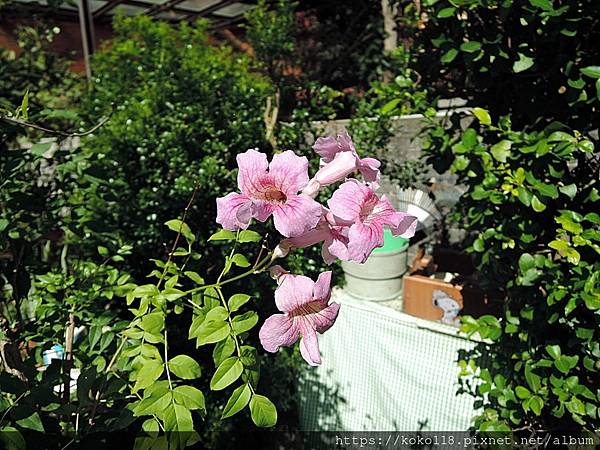 111.10.28 東山濕地生態教學公園-紫芸藤2.JPG