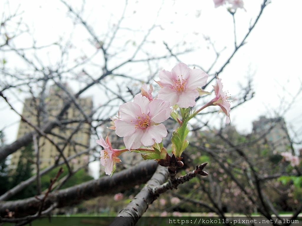 111.11.4 新竹公園-櫻花3.JPG