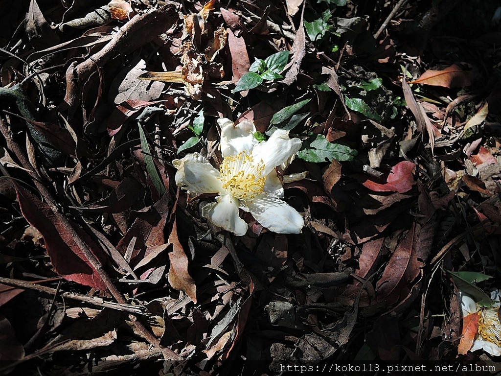 111.11.6 飛鳳山11-油茶花2.JPG