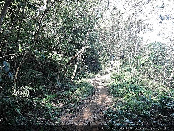 111.11.6 飛鳳山21-山徑.JPG