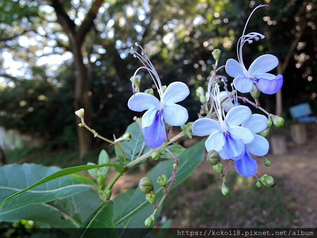 111.11.9  十八尖山-紫蝶花.JPG