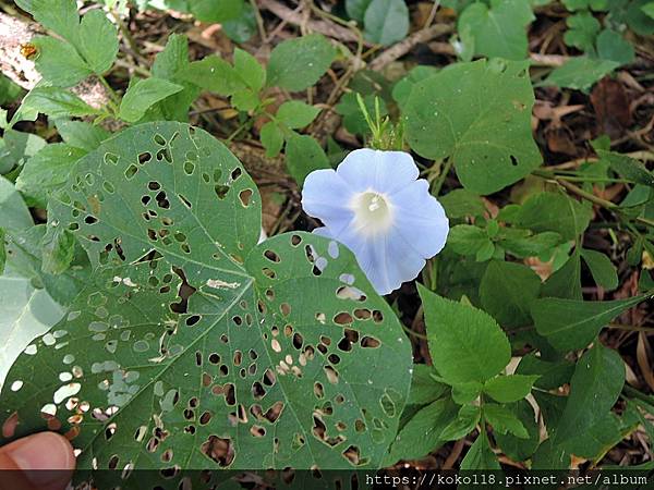 111.11.13 十八尖山-碗仔花.JPG