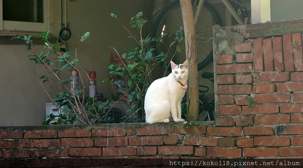 111.11.13 陽明交通大學博愛校區外-貓4.JPG