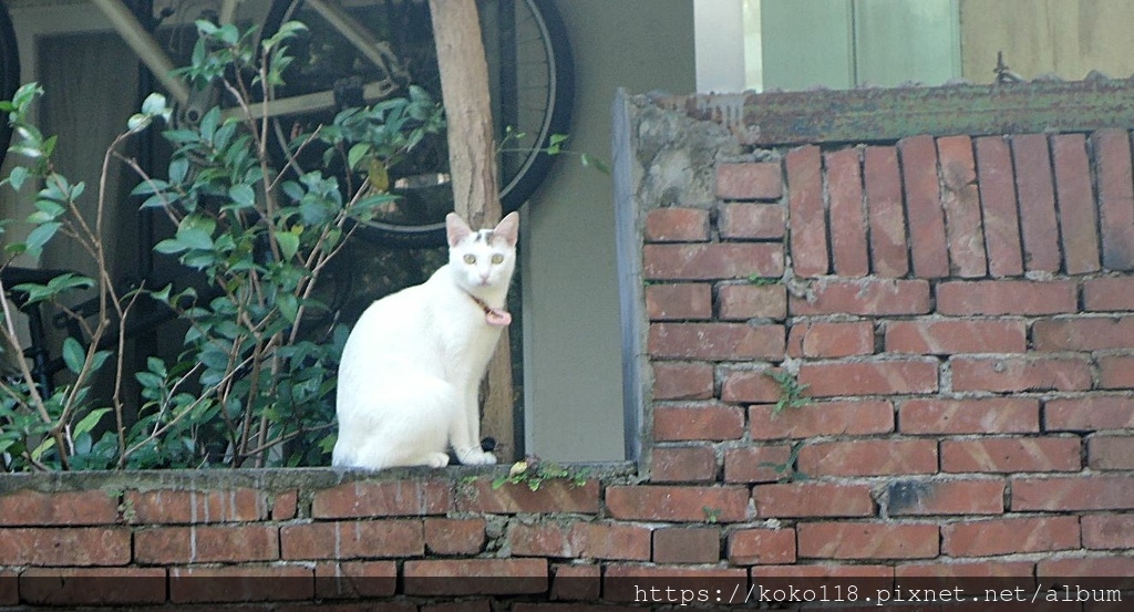 111.11.13 陽明交通大學博愛校區外-貓10.JPG