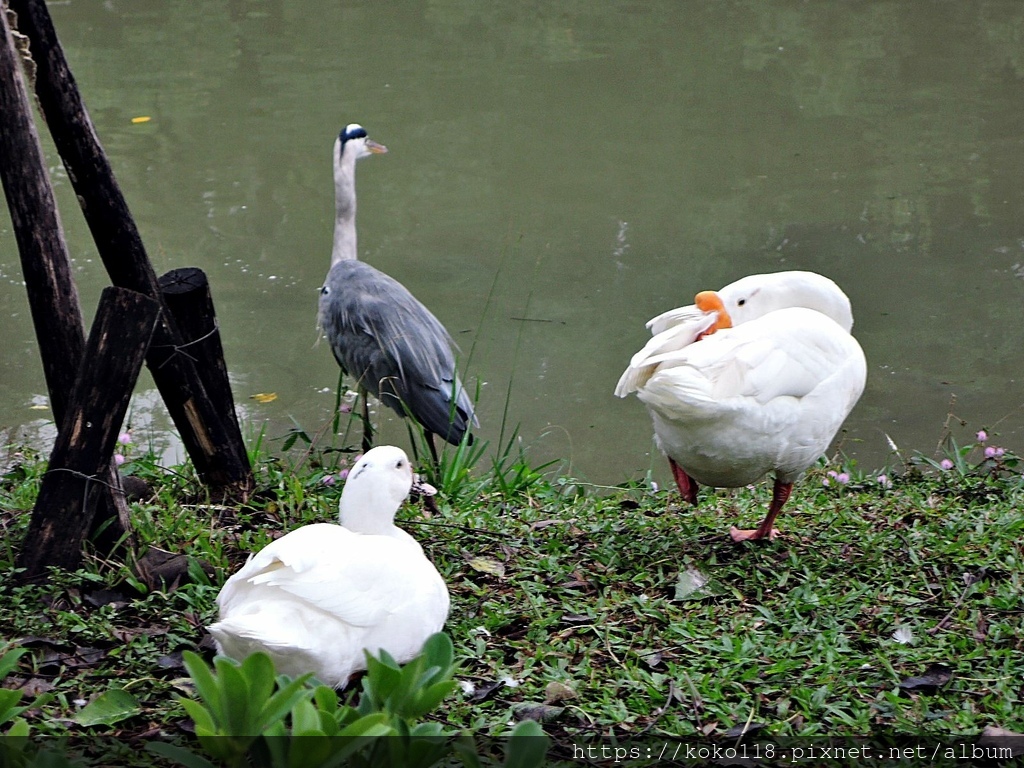 111.11.26 新竹公園-鴨,蒼鷺,鵝2.JPG