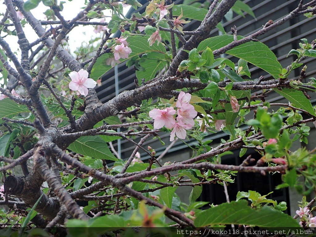 111.11.26 新竹公園-櫻花.JPG