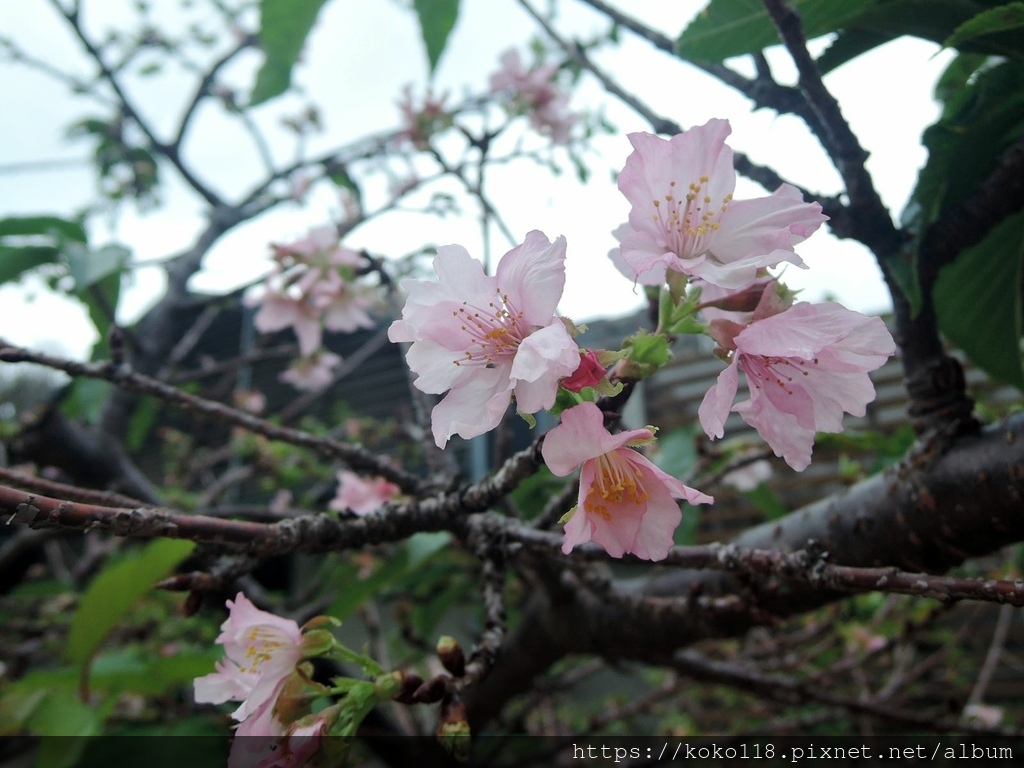 111.11.26 新竹公園-櫻花2.JPG