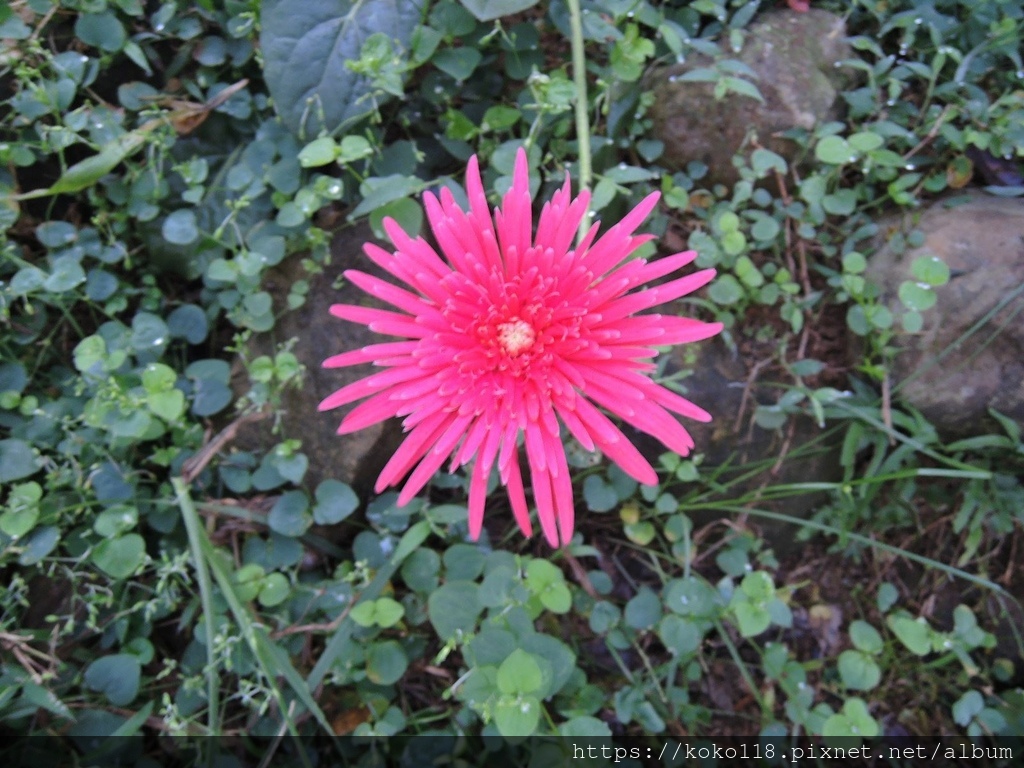 111.11.28 十八尖山-非洲菊.JPG