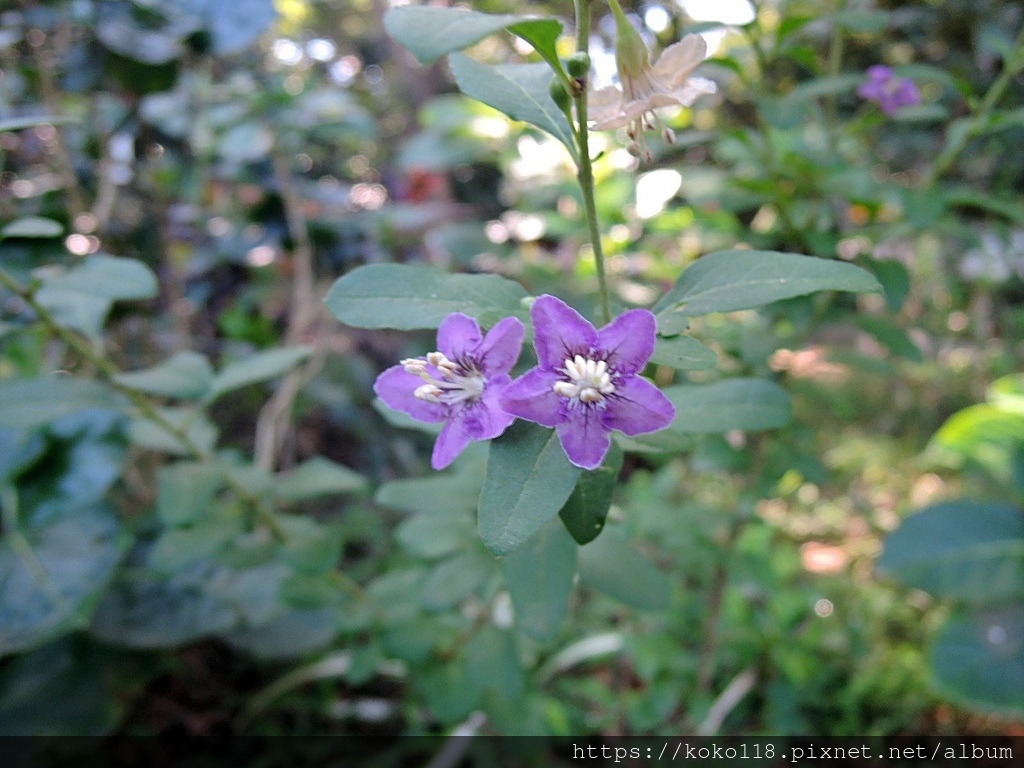 111.11.28 十八尖山-枸杞(花).JPG