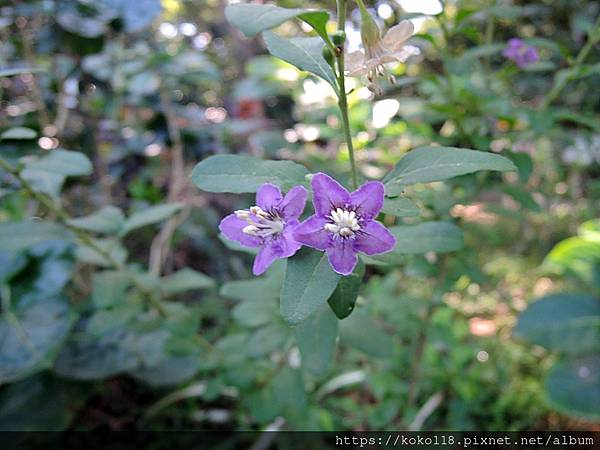 111.11.28 十八尖山-枸杞(花).JPG