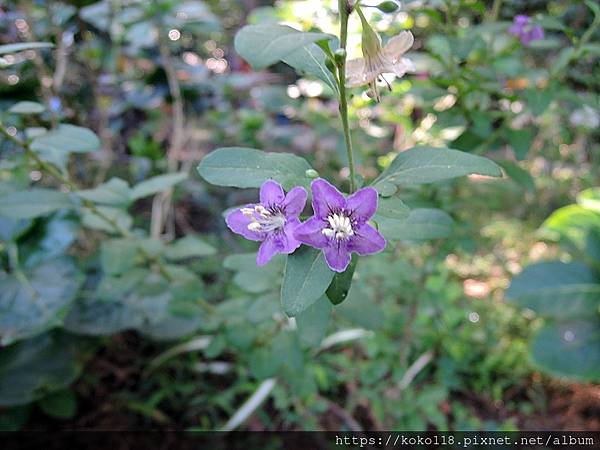 111.11.28 十八尖山-枸杞(花)1.JPG