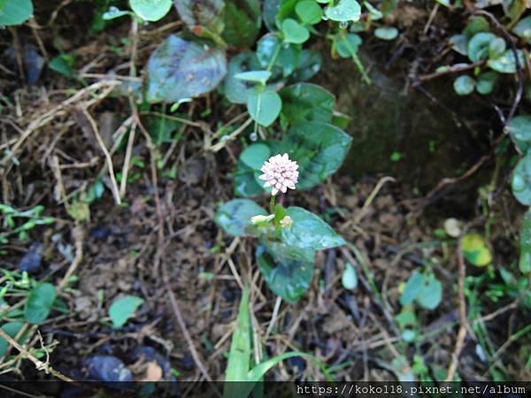 111.11.28 十八尖山-頭花蓼1.JPG