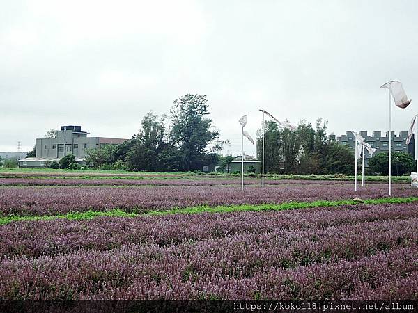 111.12.2 楊梅-2022桃園仙草花節-仙草6.JPG