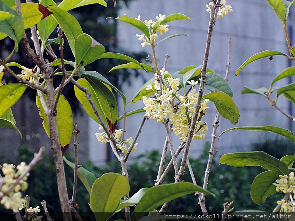 111.12.6 博愛小憩-桂花.JPG