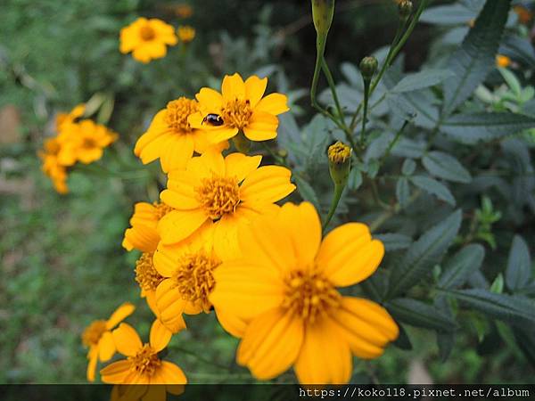 111.12.7 十八尖山-芳香萬壽菊4.JPG