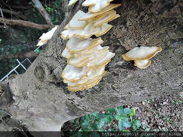 111.12.7 十八尖山-蕈類.JPG