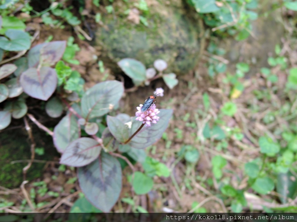 111.12.7 十八尖山-頭花蓼,樟樹葉蜂2.JPG