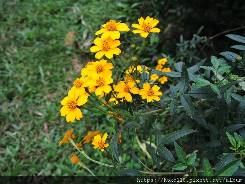 111.12.13 十八尖山-芳香萬壽菊2.JPG