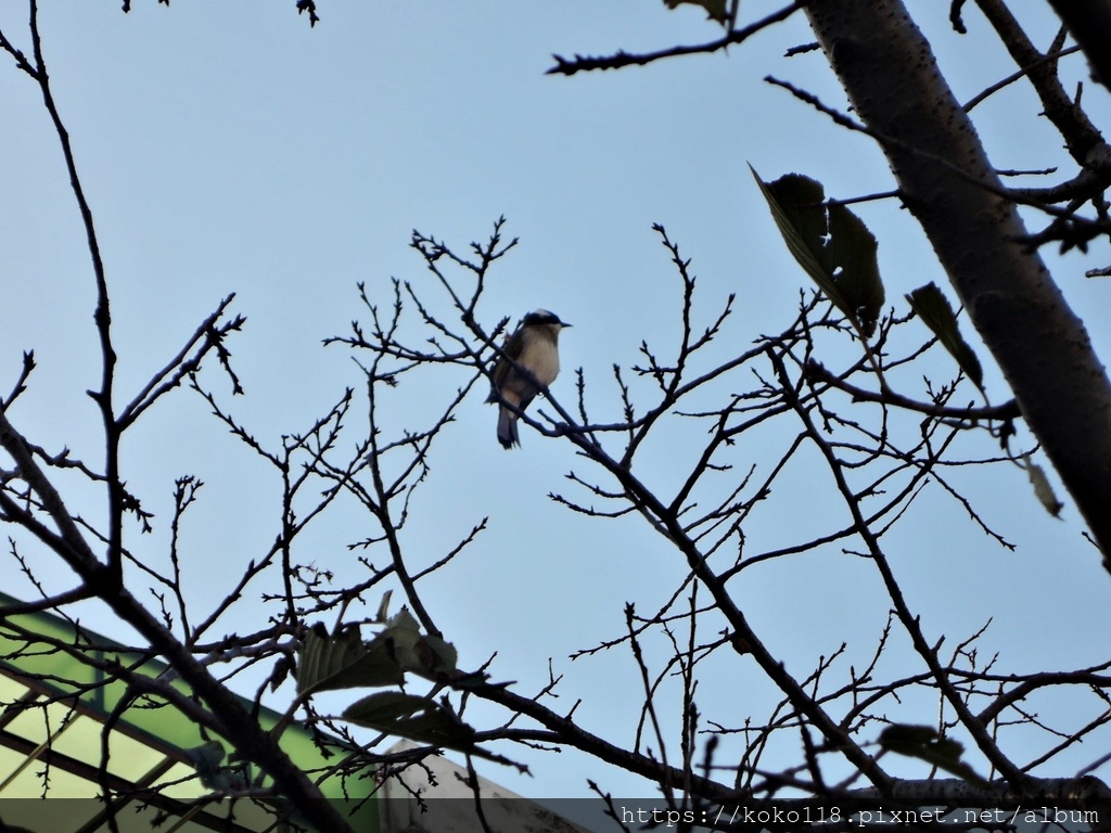 111.12.19 東山濕地生態教學公園外-白頭翁.JPG