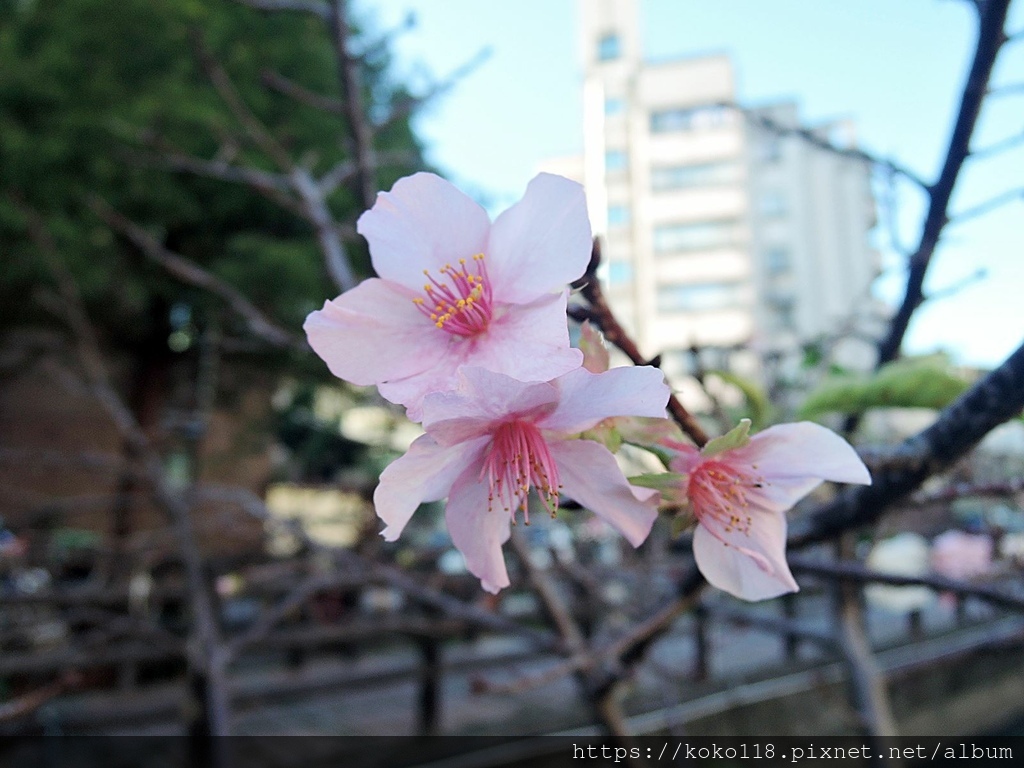 111.12.19 東山濕地生態教學公園外-河津櫻.JPG