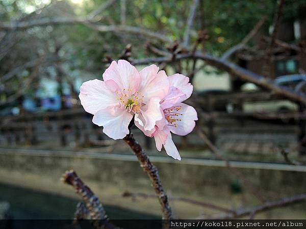 111.12.19 東山濕地生態教學公園外-河津櫻1.JPG