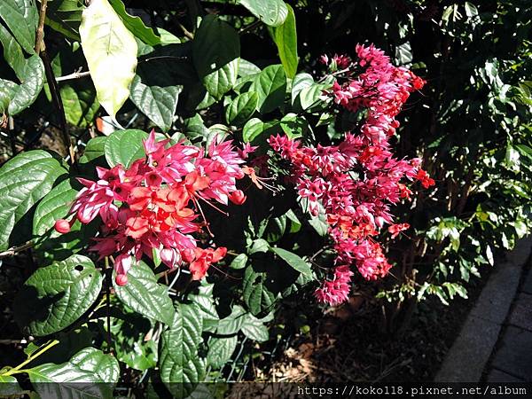 111.12.19 東山濕地生態教學公園外-紅萼龍吐珠11.JPG