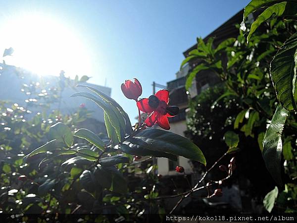 111.12.19 東山濕地生態教學公園外-桂葉黃梅1.JPG